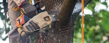 Best Tree Disease Treatment  in Swainsboro, GA