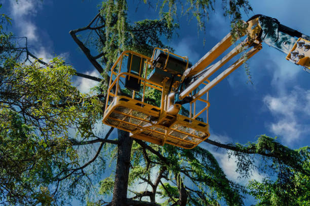 Best Tree Maintenance Programs  in Swainsboro, GA