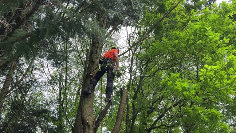 Best Palm Tree Trimming  in Swainsboro, GA