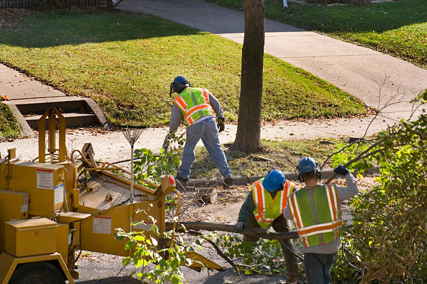 Best Tree Mulching  in Swainsboro, GA